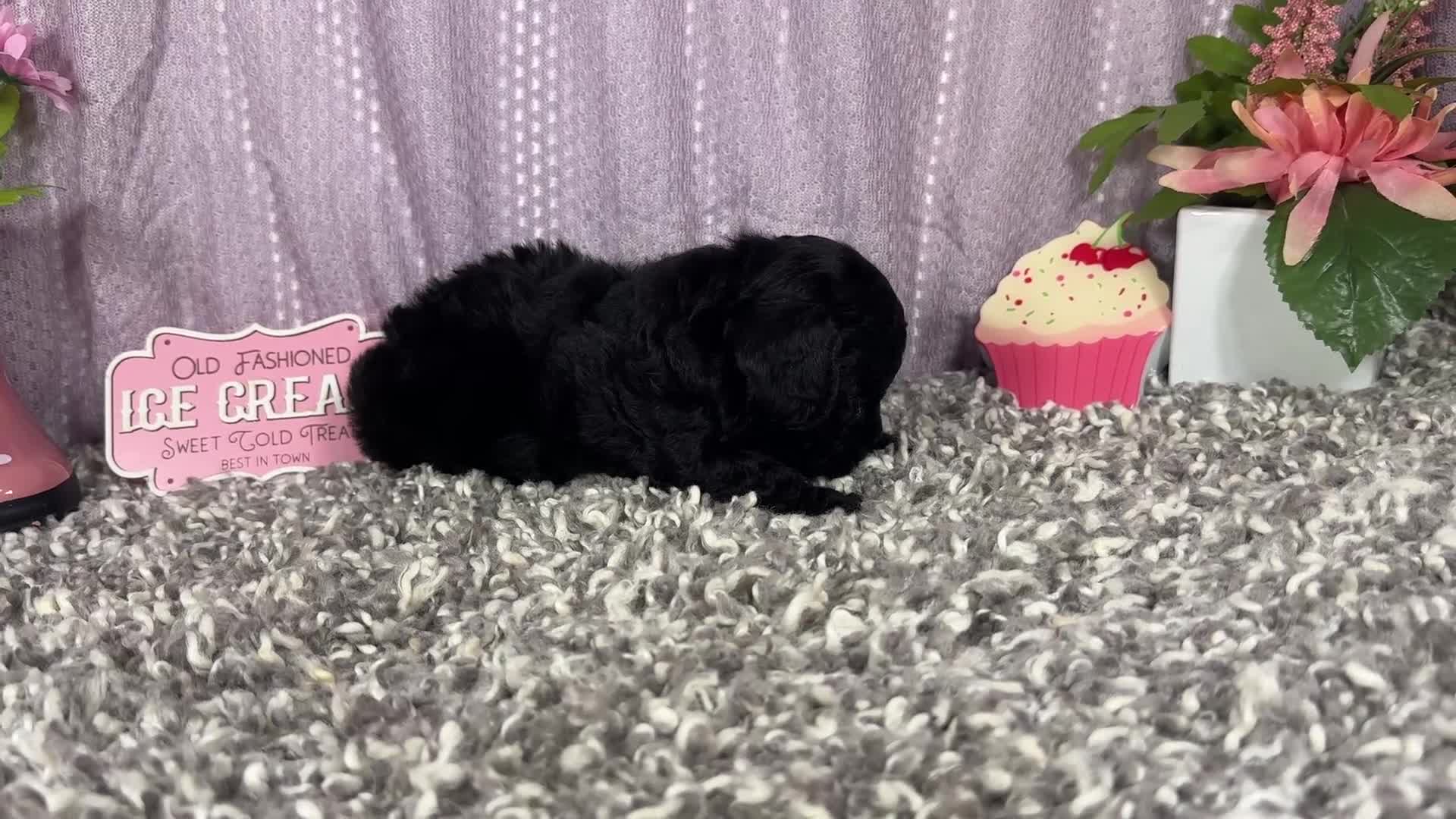 Miniature Poodle dogs for sale: Miniature Poodle 4 - Video 1