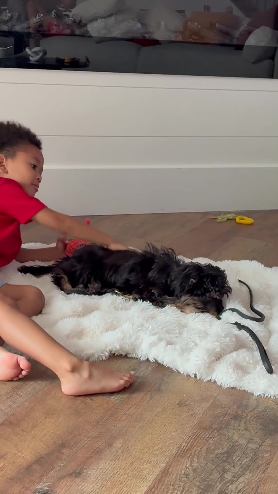 Aussiedoodle dogs for sale: Mila - Video 3