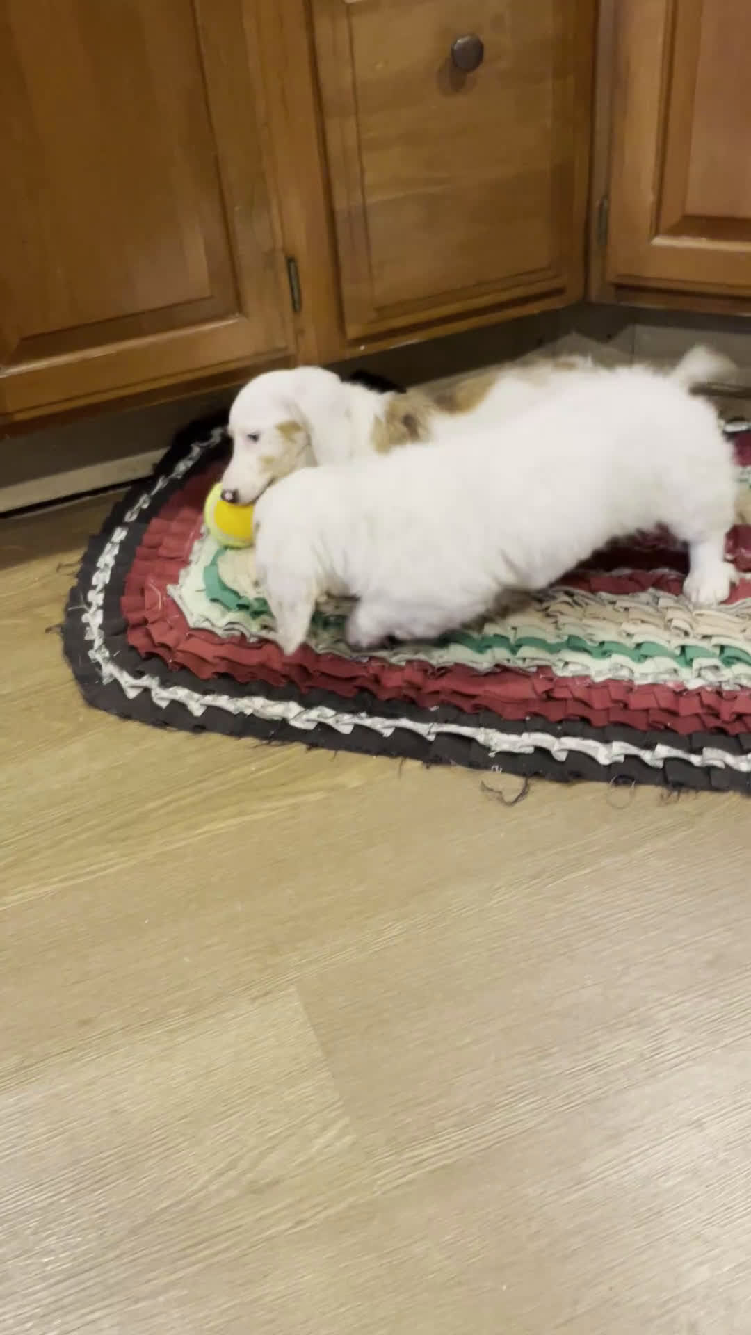 Miniature Dachshund dogs for sale: Valentine - Video 3