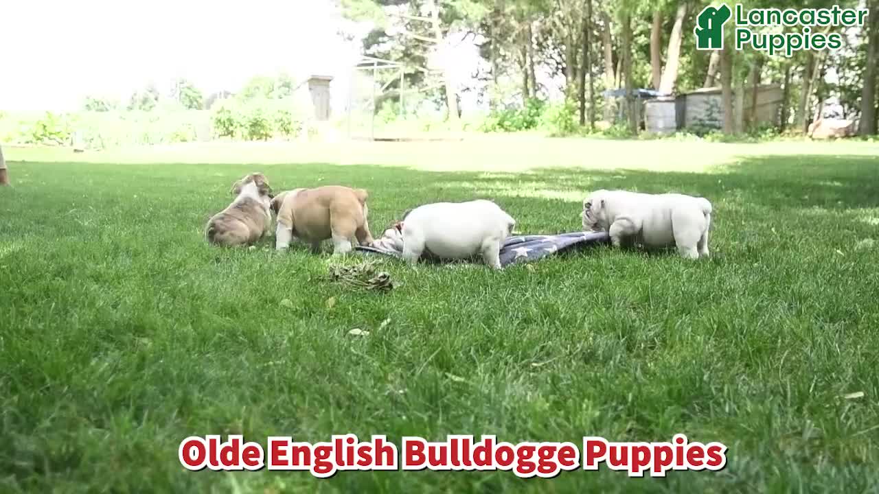Olde English Bulldogge dogs for sale: Sally - Video 1