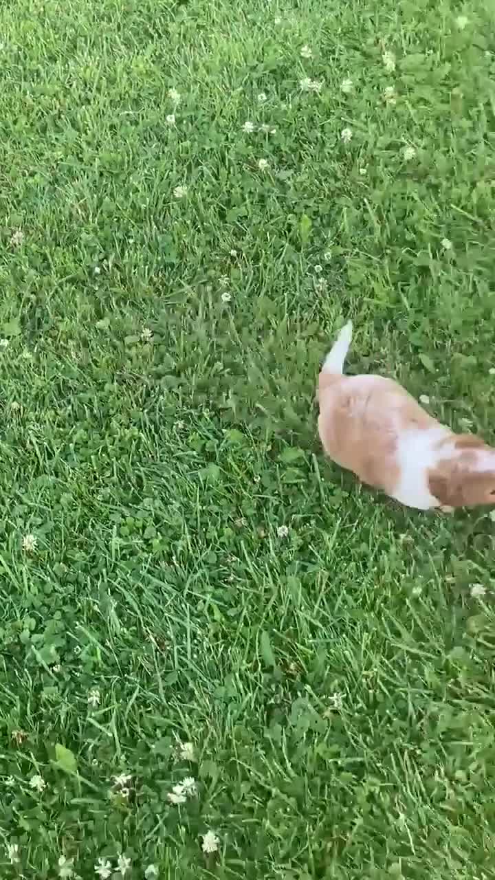 Cavapoo dogs for sale: Cupcake - Video 1