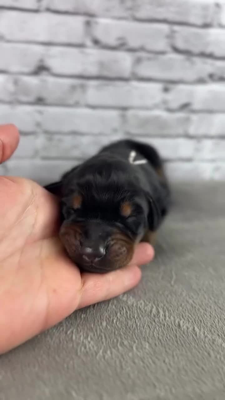 Doberman Pinscher dogs for sale: Phantom's M'VP of the WNBA "A'Ja Wilson""European - Video 4