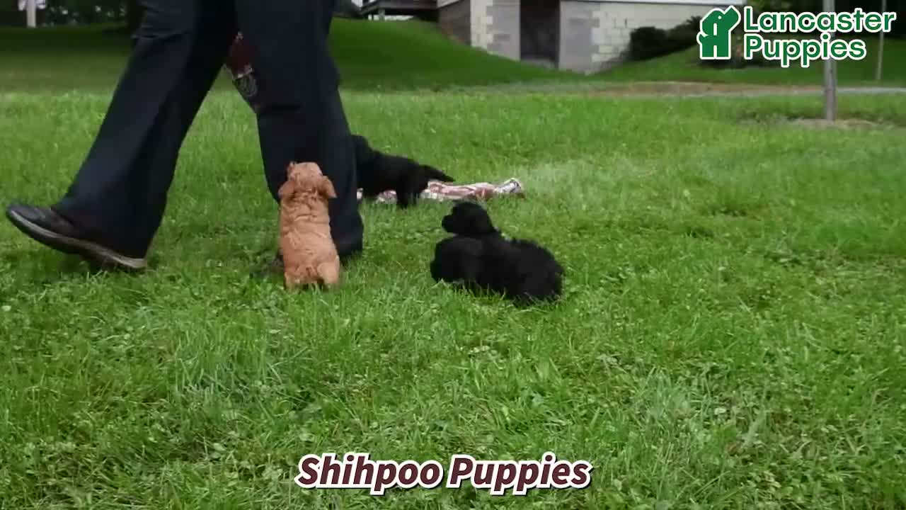 West Highland Terrier dogs for sale: Winter - Video 1