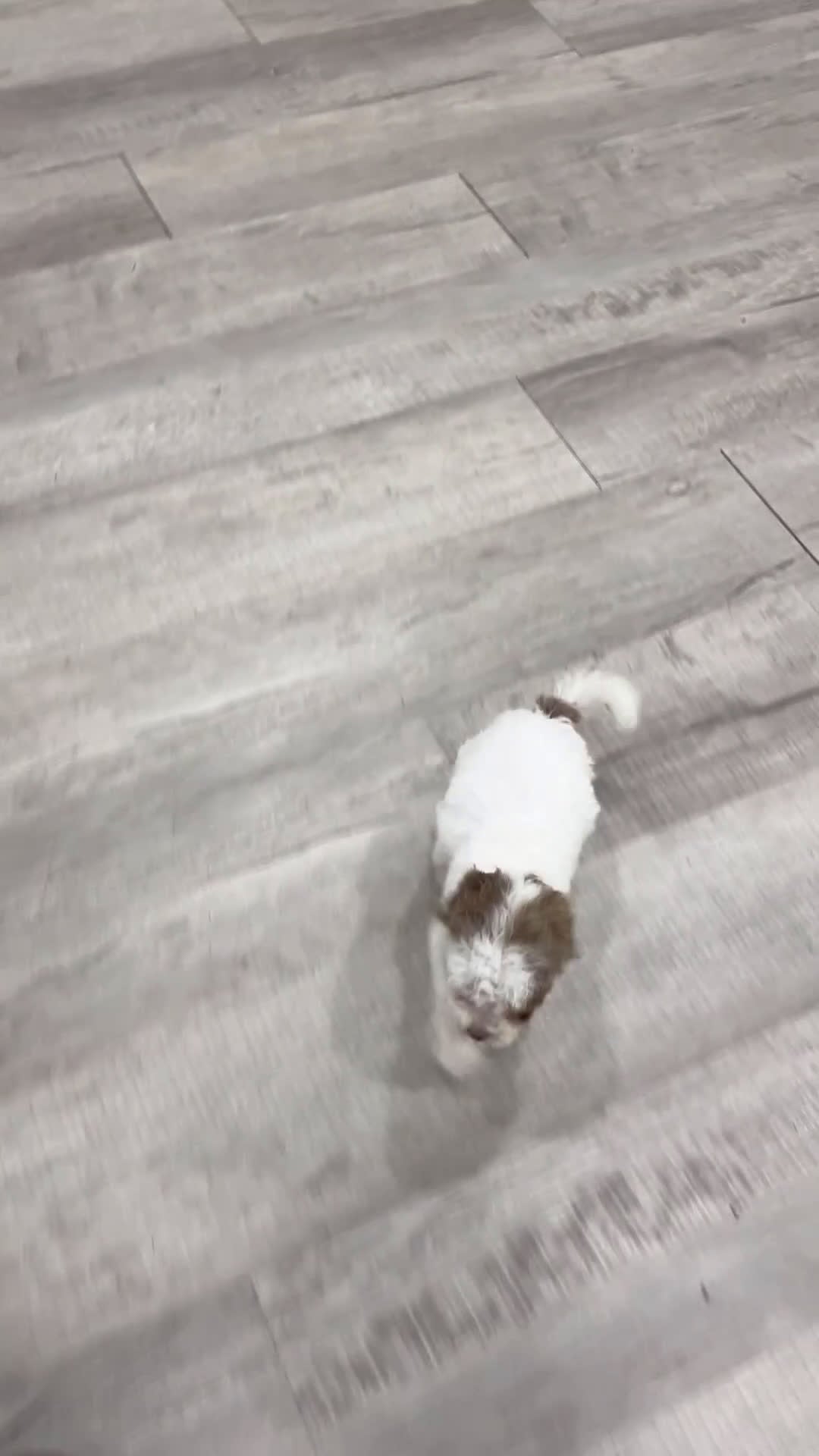 Miniature Poodle dogs for sale: Jasmine - Video 1