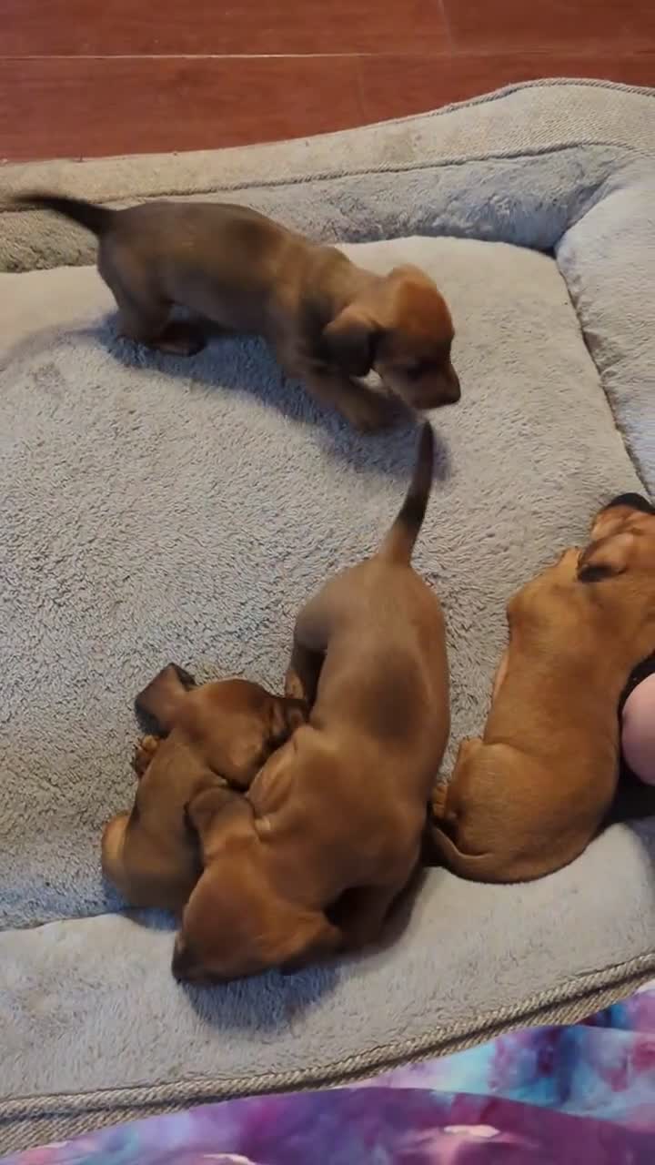 Miniature Dachshund dogs for sale: Hazel - Video 3