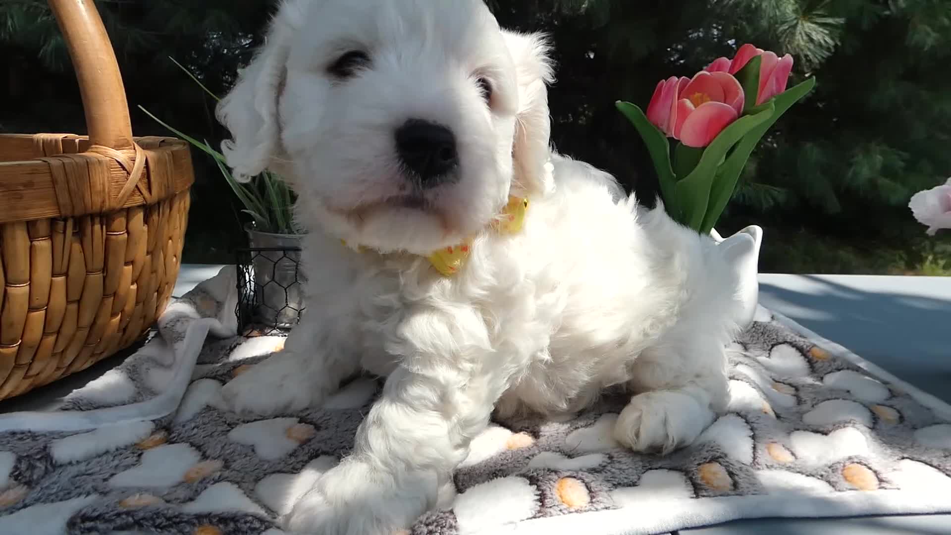 Mini Bernedoodle dogs for sale: Mini Bernedoodle 1 Ragan - Video 1