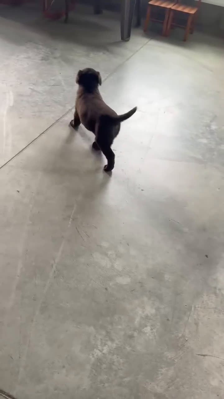 Labrador Retriever dogs for sale: Cloe - Video 1