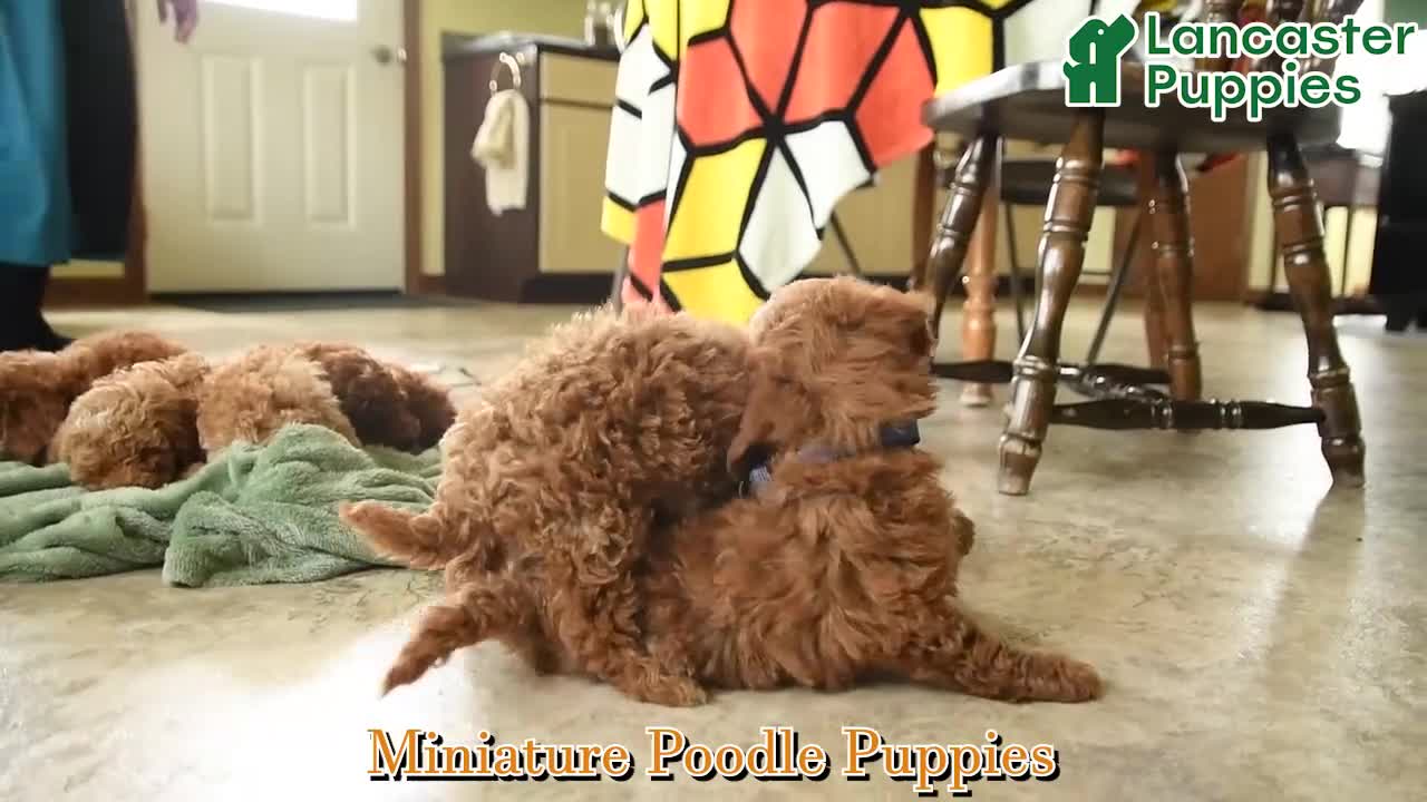 Miniature Poodle dogs for sale: Ruby - Video 1