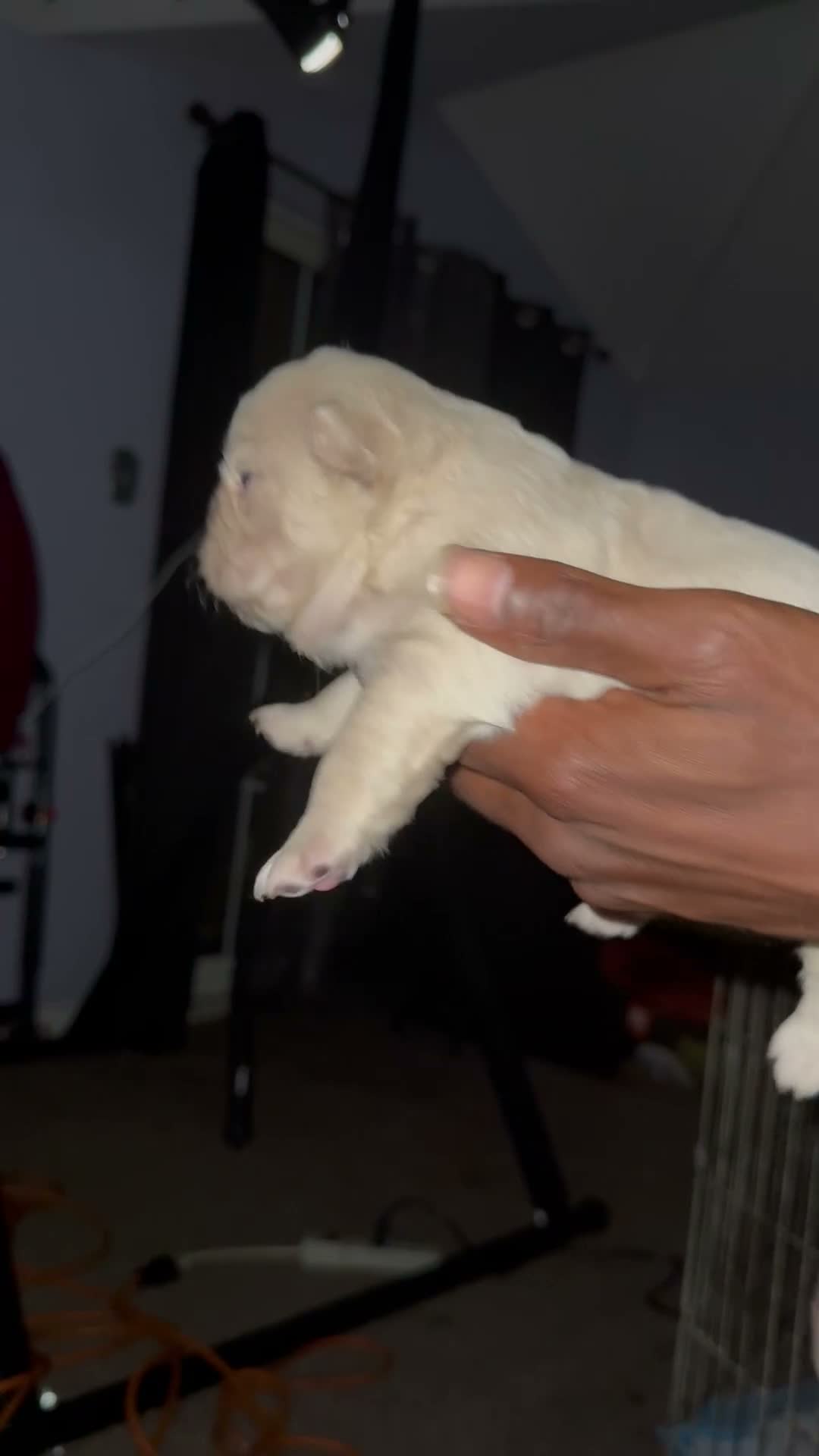 French Bulldog dogs for sale: French Bulldog 3 - Video 1