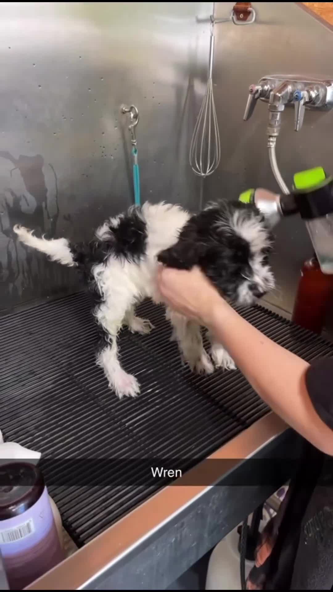 Bernedoodle dogs for sale: Wren - Video 1
