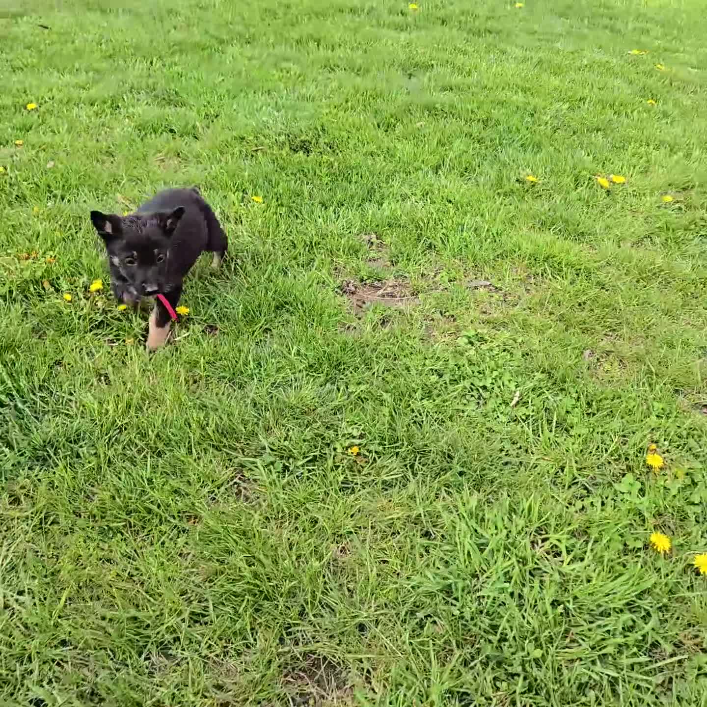 German Shepherd dogs for sale: Kim - Video 1