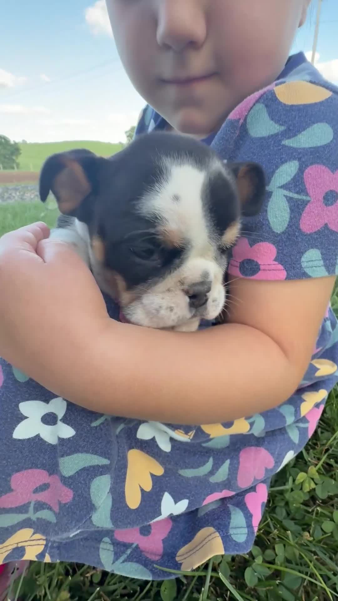 Beabull dogs for sale: Hope - Video 1