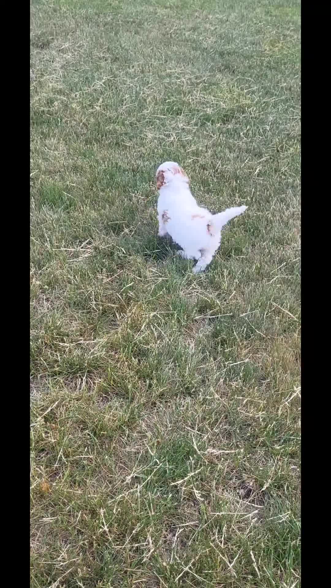 Goldendoodle dogs for sale: Cassandra  - Video 1