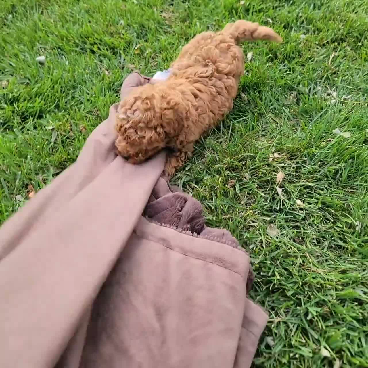 Cavapoo dogs for sale: Rover - Video 2