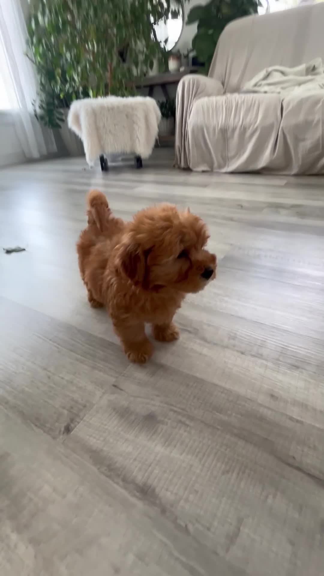 Mini Goldendoodle dogs for sale: Chico  - Video 1