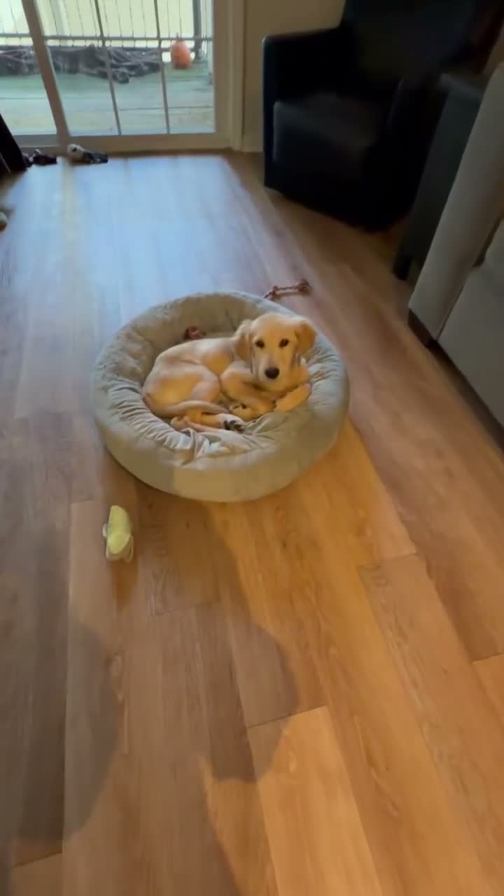 Golden Retriever dogs for sale: Golden Retriever 1 - Video 1