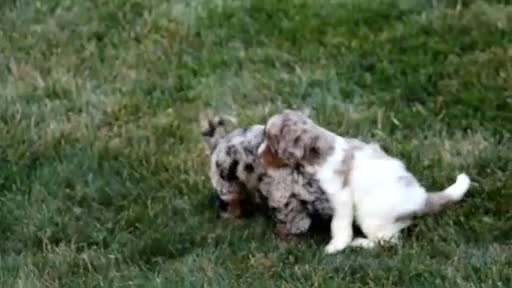 Cavapoo dogs for sale: Sadie - Video 2