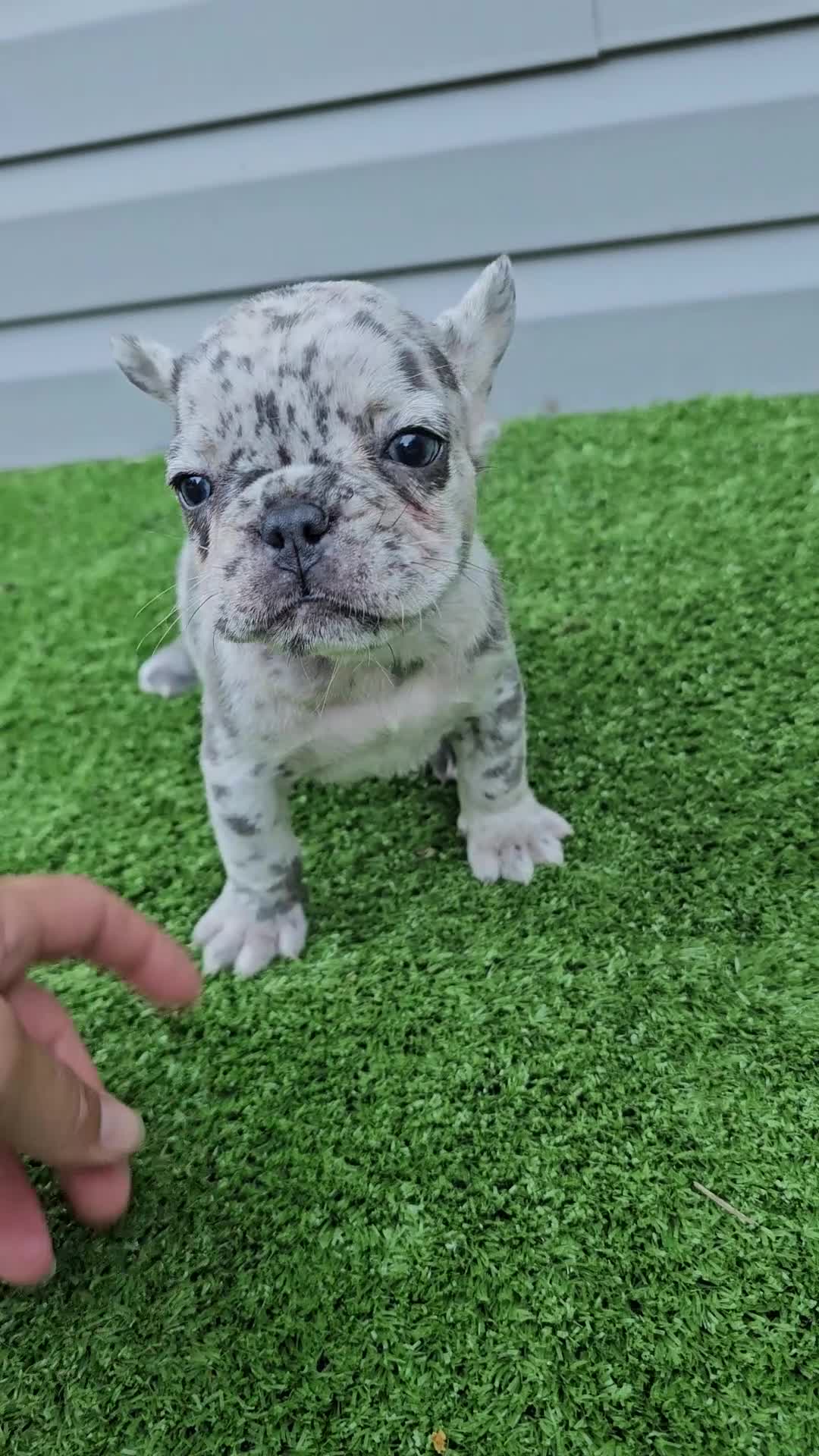 French Bulldog dogs for sale: Mango - Video 1