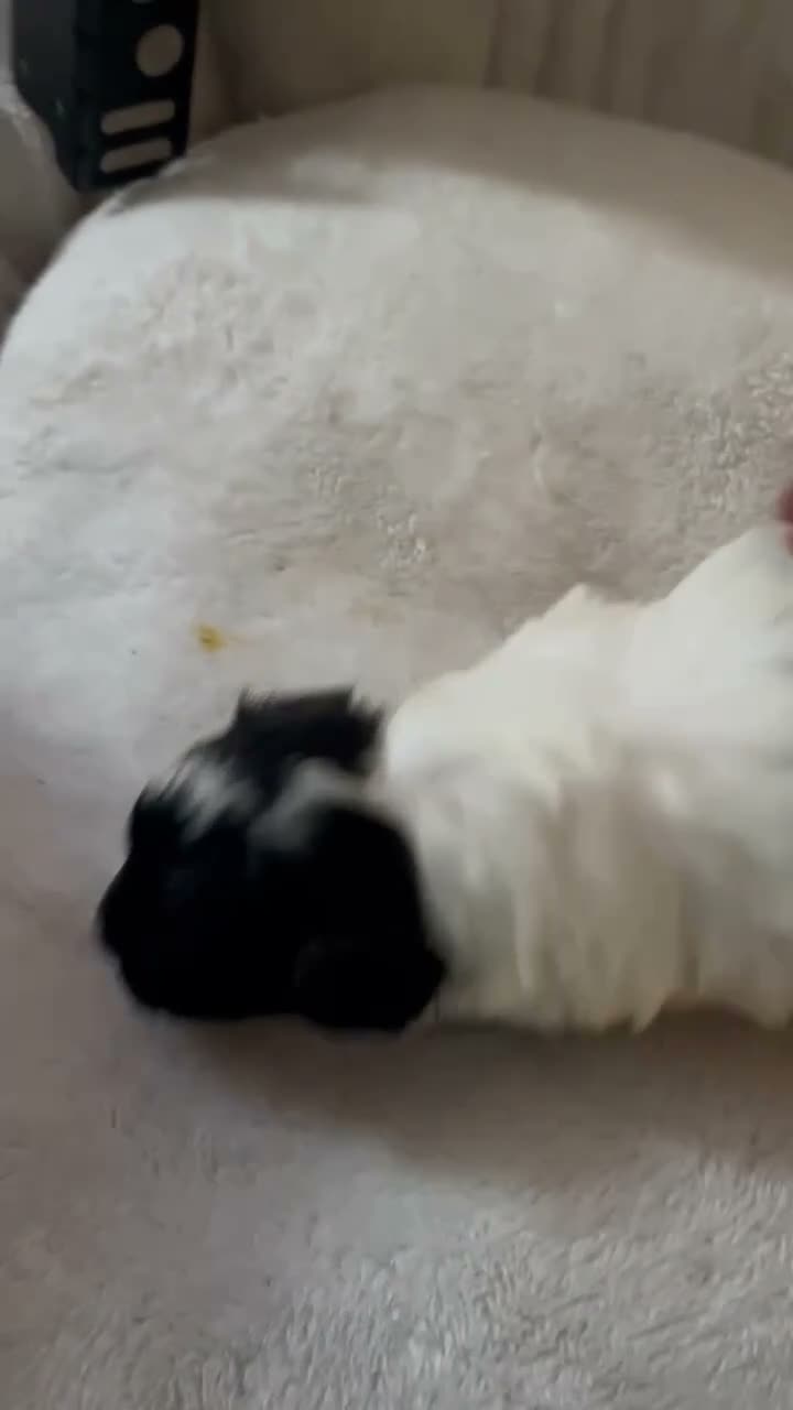 Shihpoo dogs for sale: Shihpoo 1 - Video 1