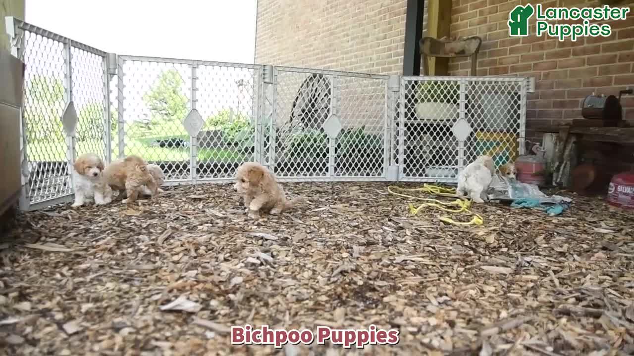 Bichpoo dogs for sale: Heidi - Video 1