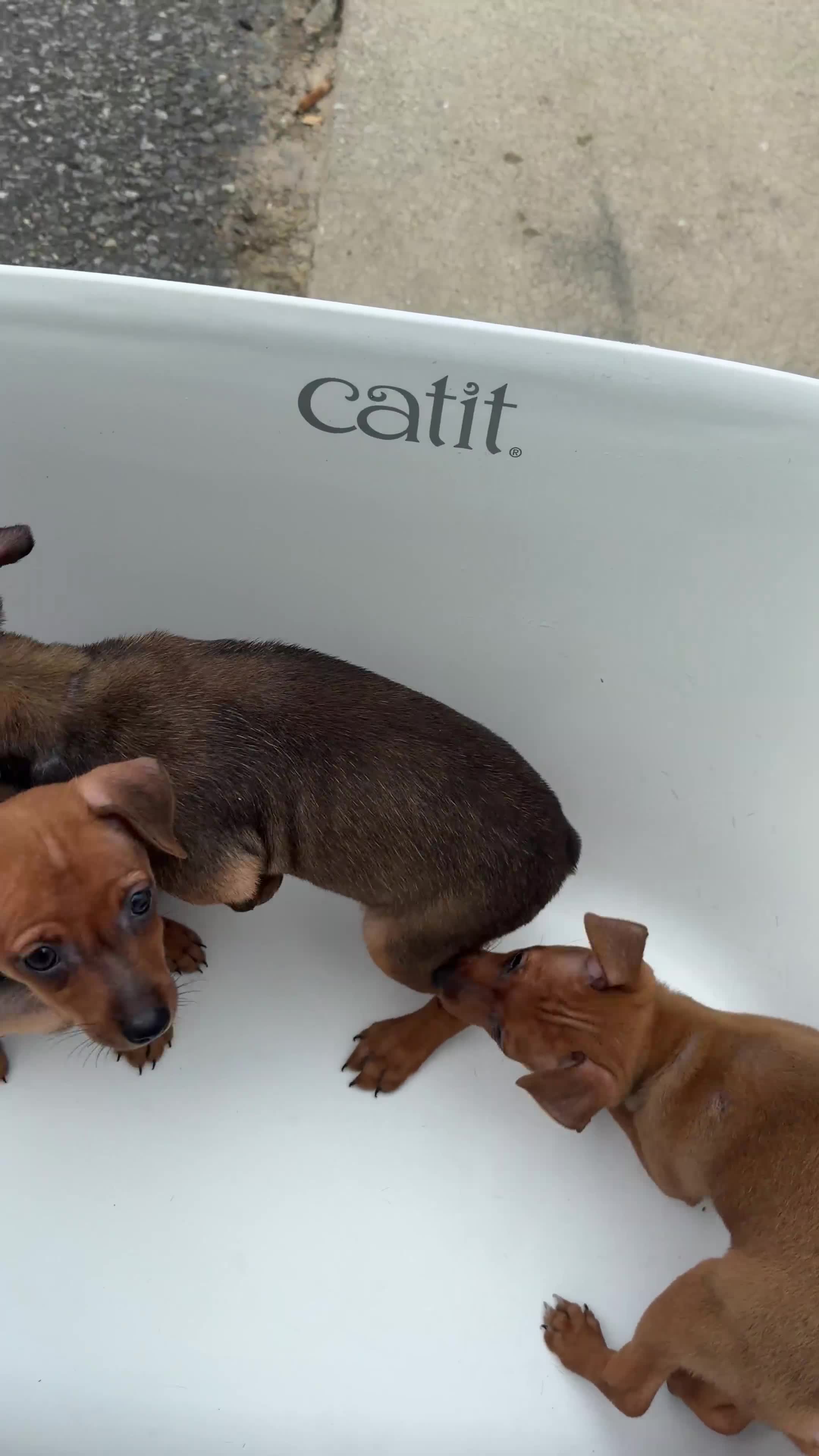 Miniature Pinscher dogs for sale: Miniature Pinscher 2 - Video 2