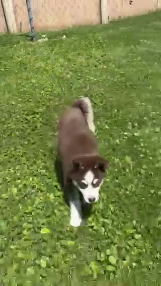 Pomsky dogs for sale: Baxter - Video 1