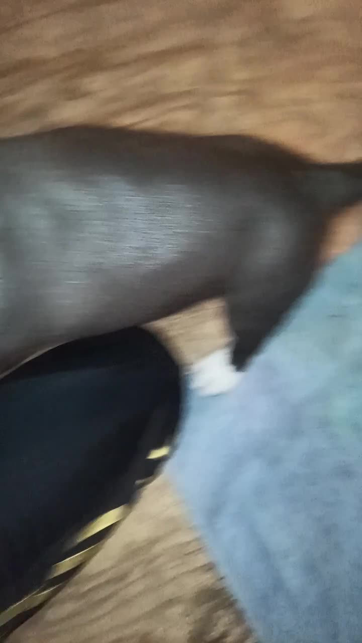 American Bully dogs for sale: Puppy - Video 3