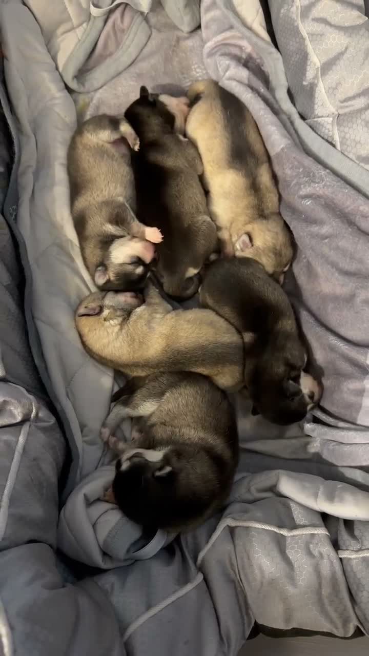 Alaskan Klee Kai dogs for sale: Alaskan Klee Kai 2 - Video 1