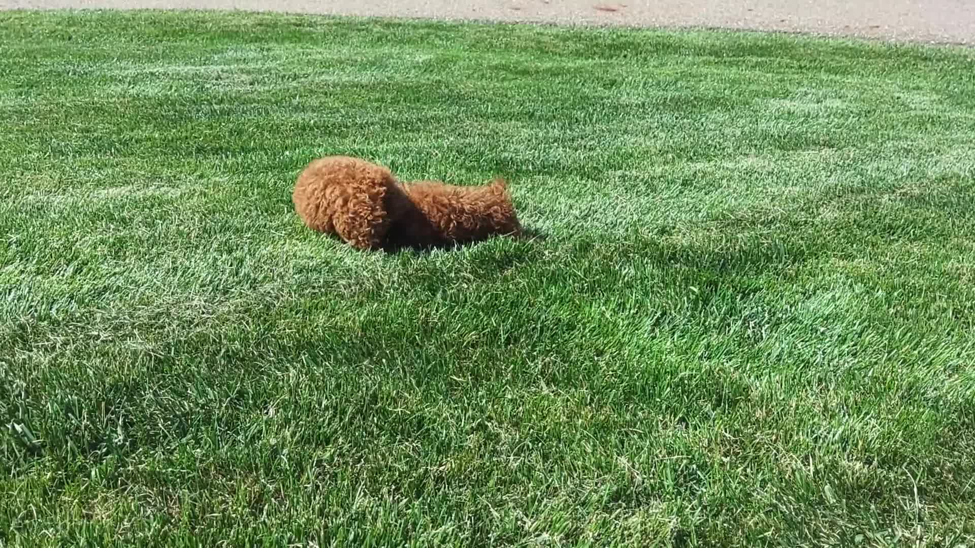 Miniature Poodle dogs for sale: Buster - Video 1