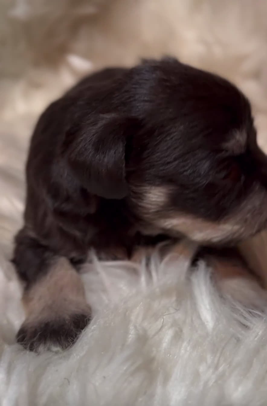 Miniature Schnauzer dogs for sale: Miniature Schnauzer Puppy 4 - Video 2