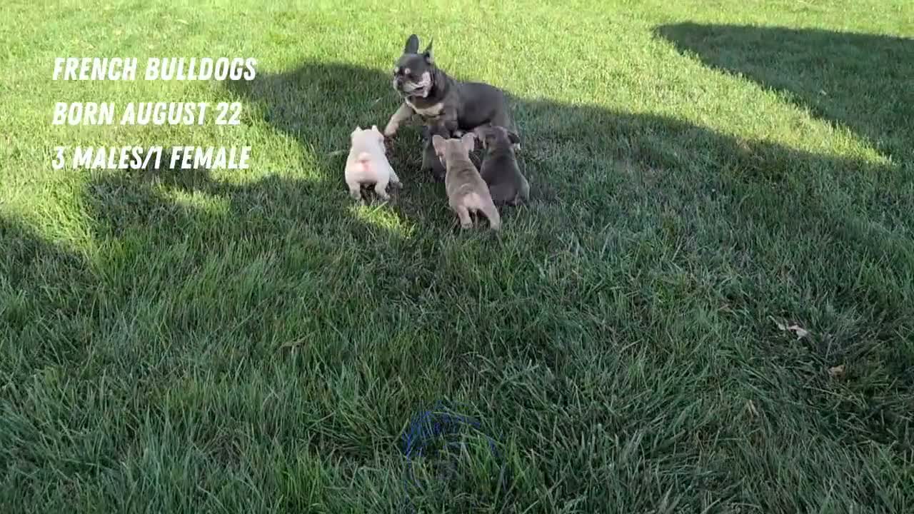 French Bulldog dogs for sale: Lando - Video 2