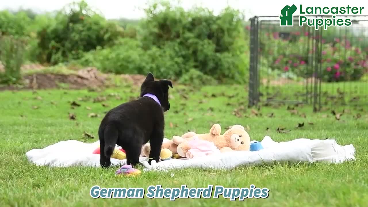 German Shepherd dogs for sale: Mabel - Video 1