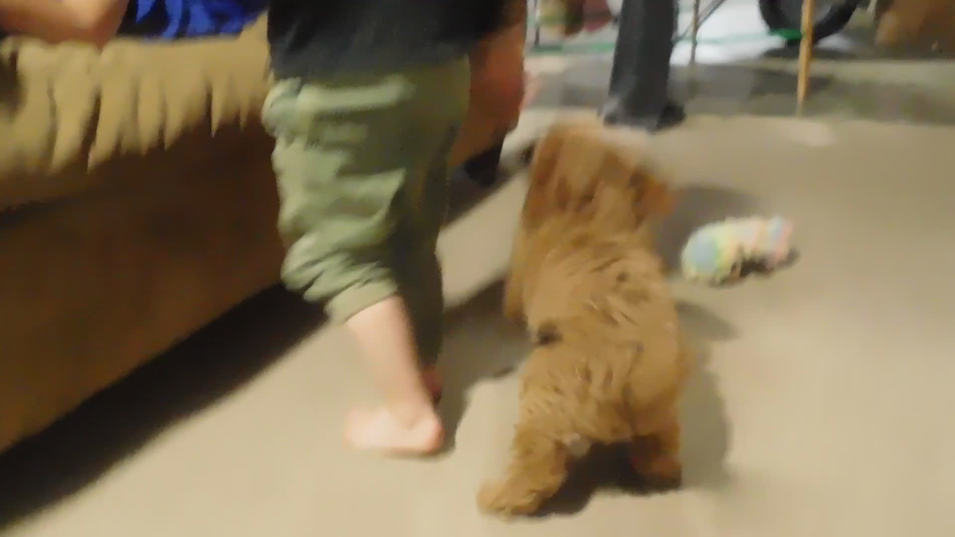 Cavapoo dogs for sale: Beau - Video 3