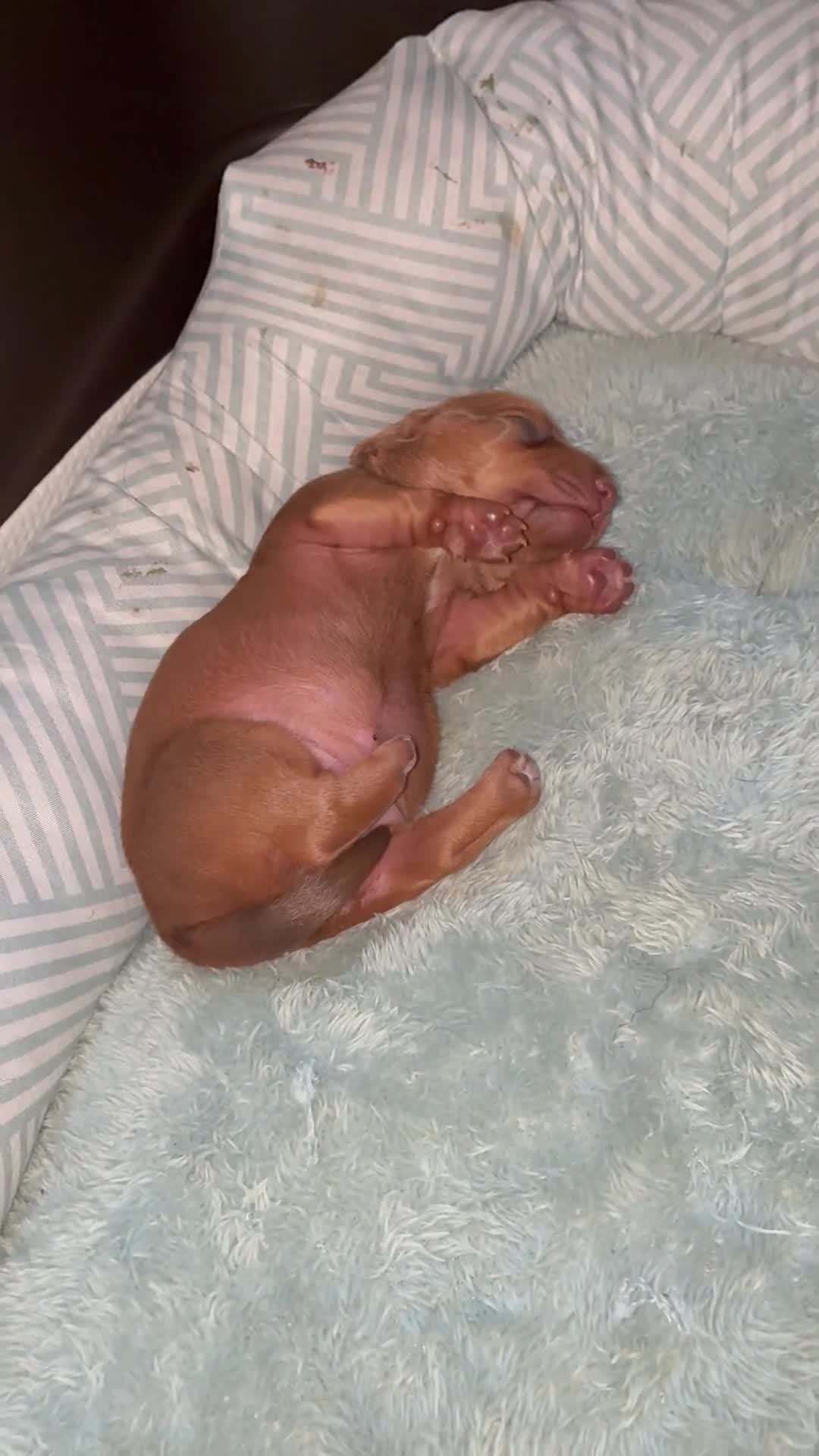 Miniature Dachshund dogs for sale: Miniature Dachshund 1 - Video 1