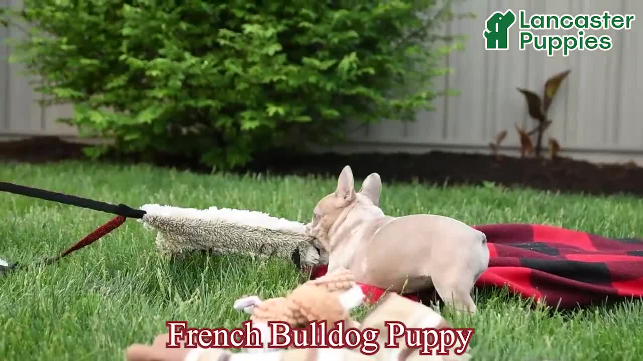 French Bulldog dogs for sale: Pixie - Video 1