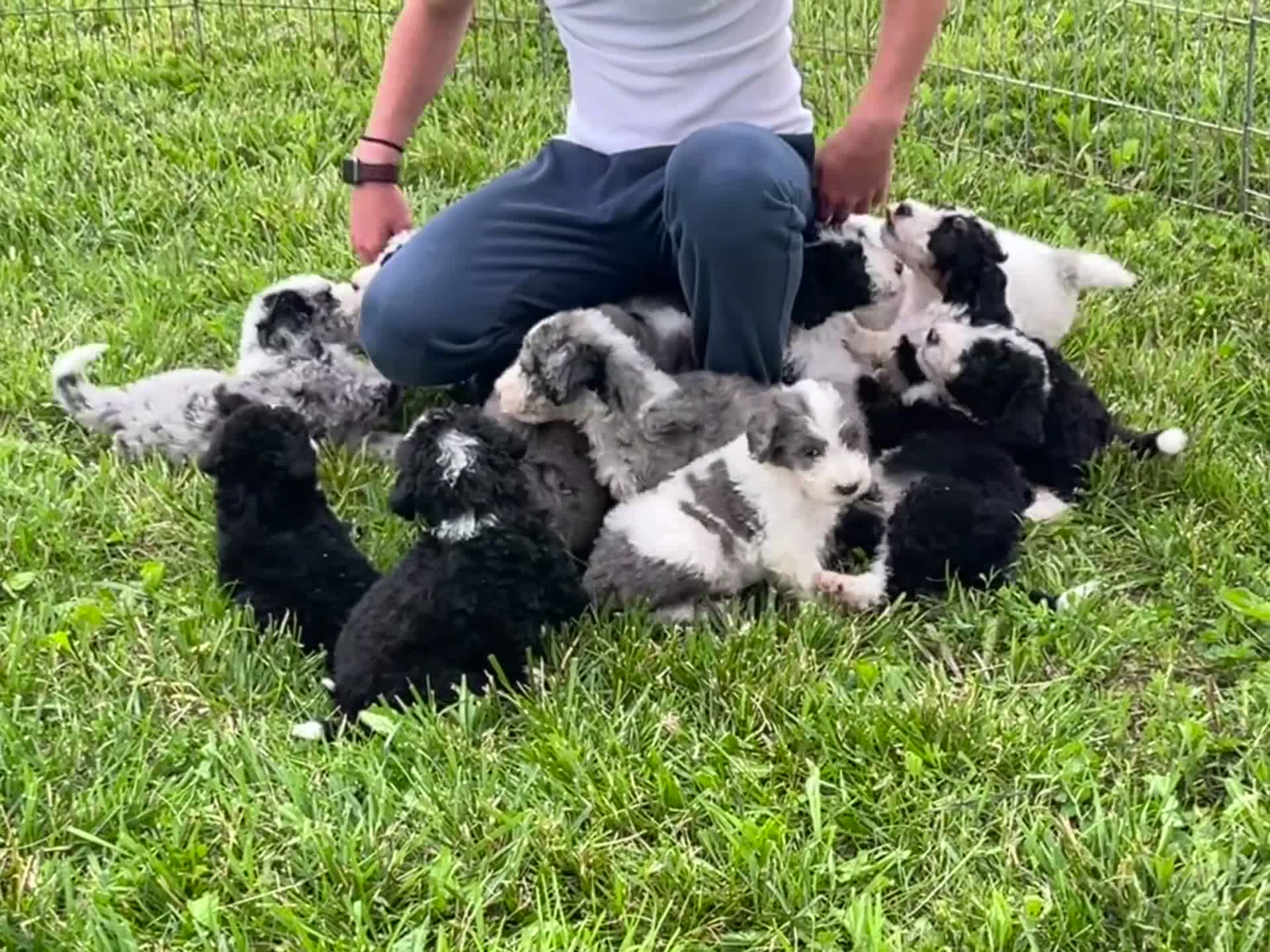Sheepadoodle dogs for sale: Stella - Video 2