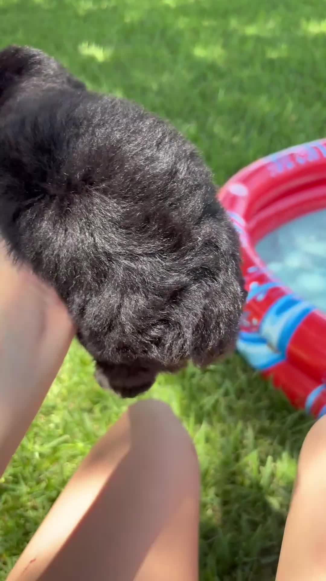 Mixed Breed dogs for sale: Trip - Video 2