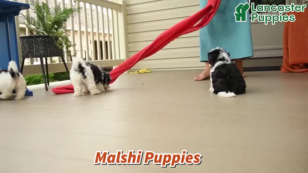 Malshi dogs for sale: Molly - Video 1