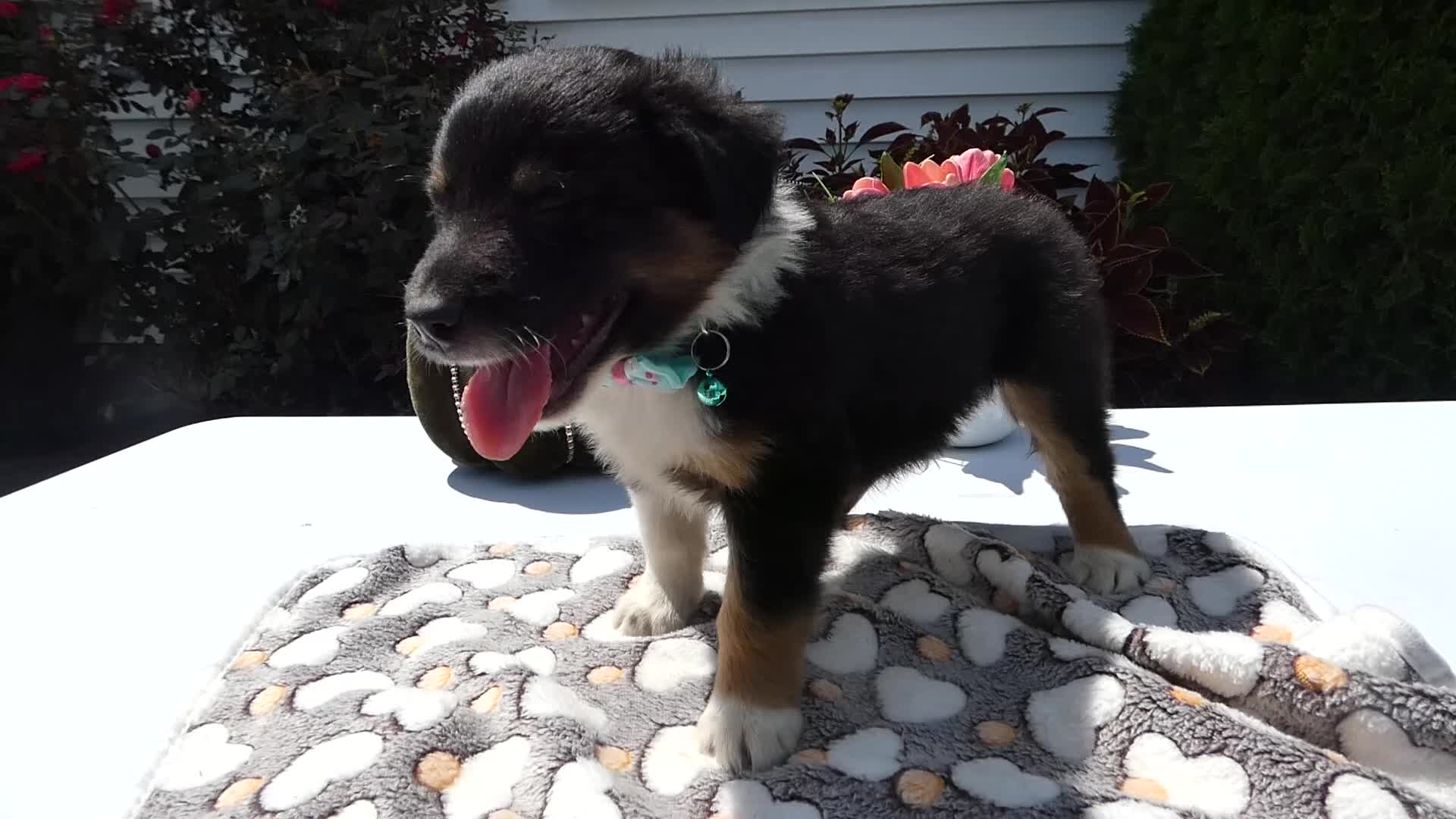 Mixed Breed dogs for sale: Mixed Breed 4 Leo - Video 1