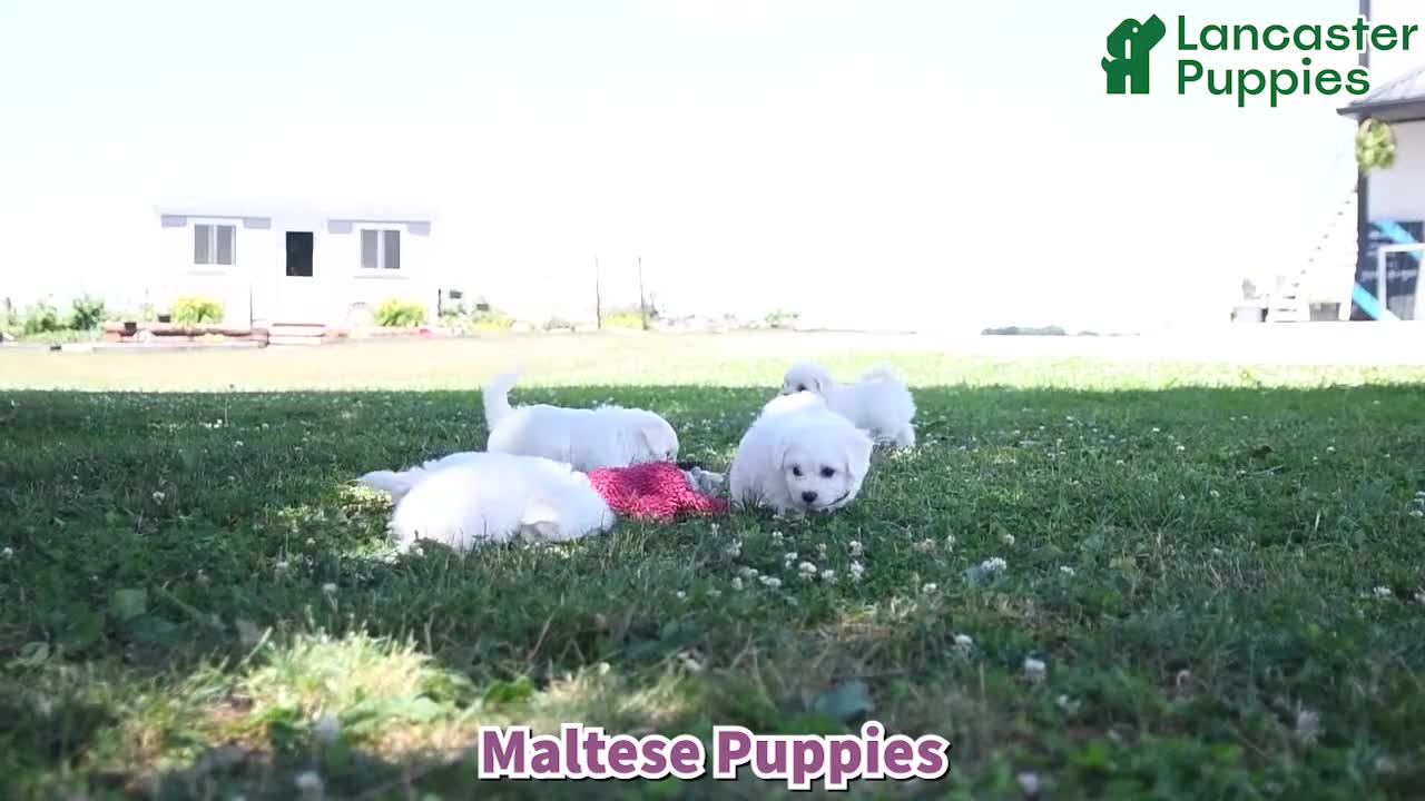 Mixed Breed dogs for sale: Emilia - Video 1