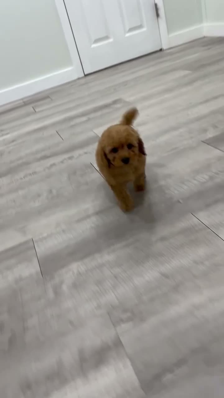 Miniature Poodle dogs for sale: Tommy - Video 1