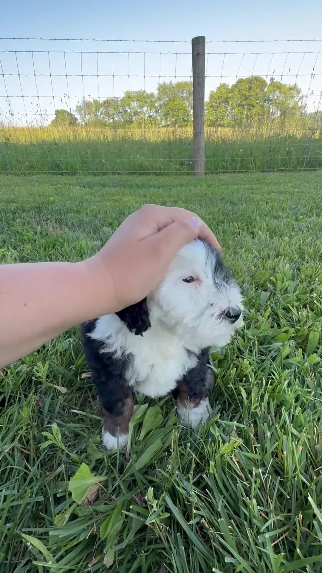 Mini Bernedoodle dogs for sale: Flash - Video 1