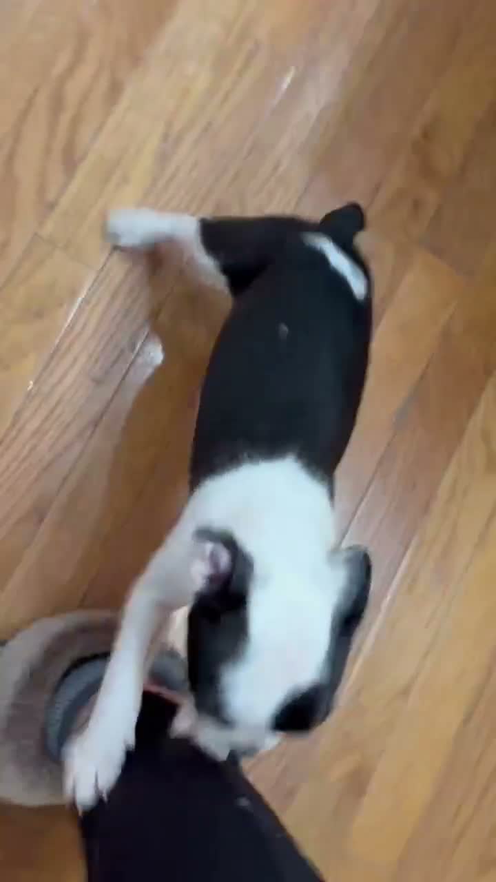 Boston Terrier dogs for sale: Boston Terrier 1 - Video 1