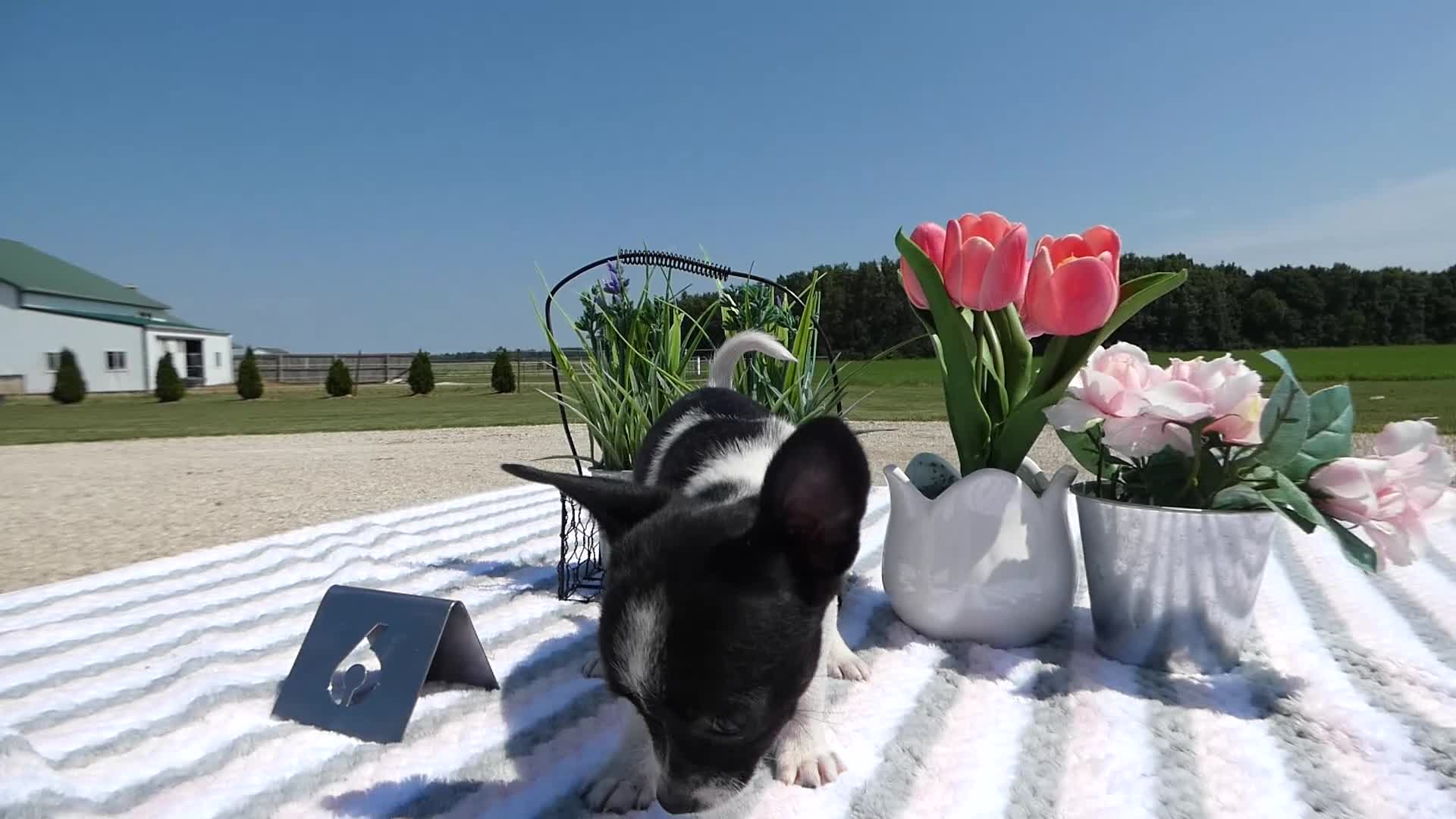 Chihuahua dogs for sale: Chihuahua 6 Lana - Video 1