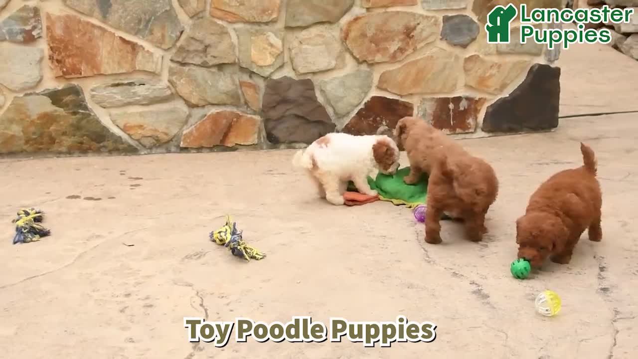 Toy Poodle dogs for sale: Marshal - Video 1