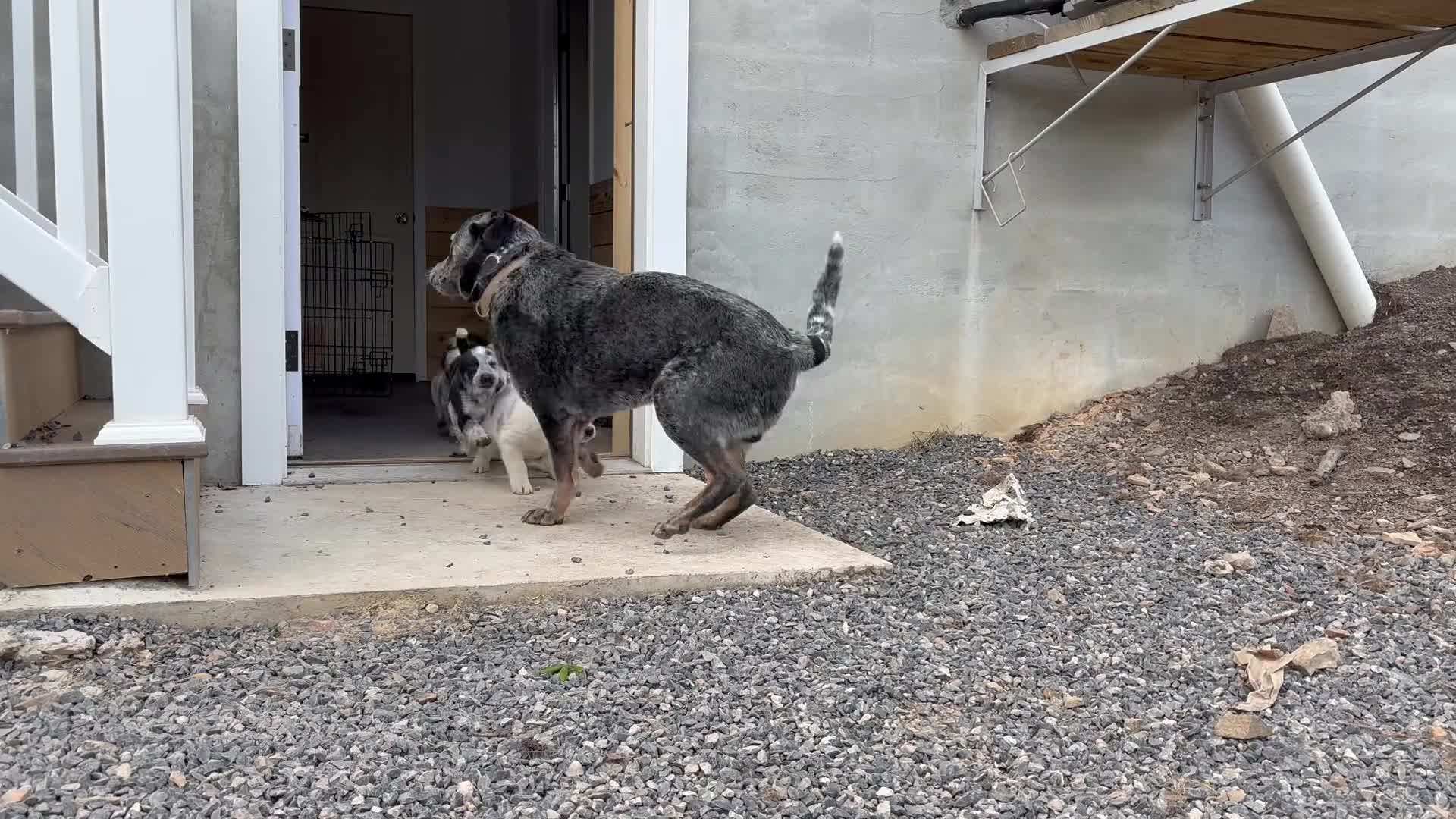 Mixed Breed dogs for sale: Bass - Video 2