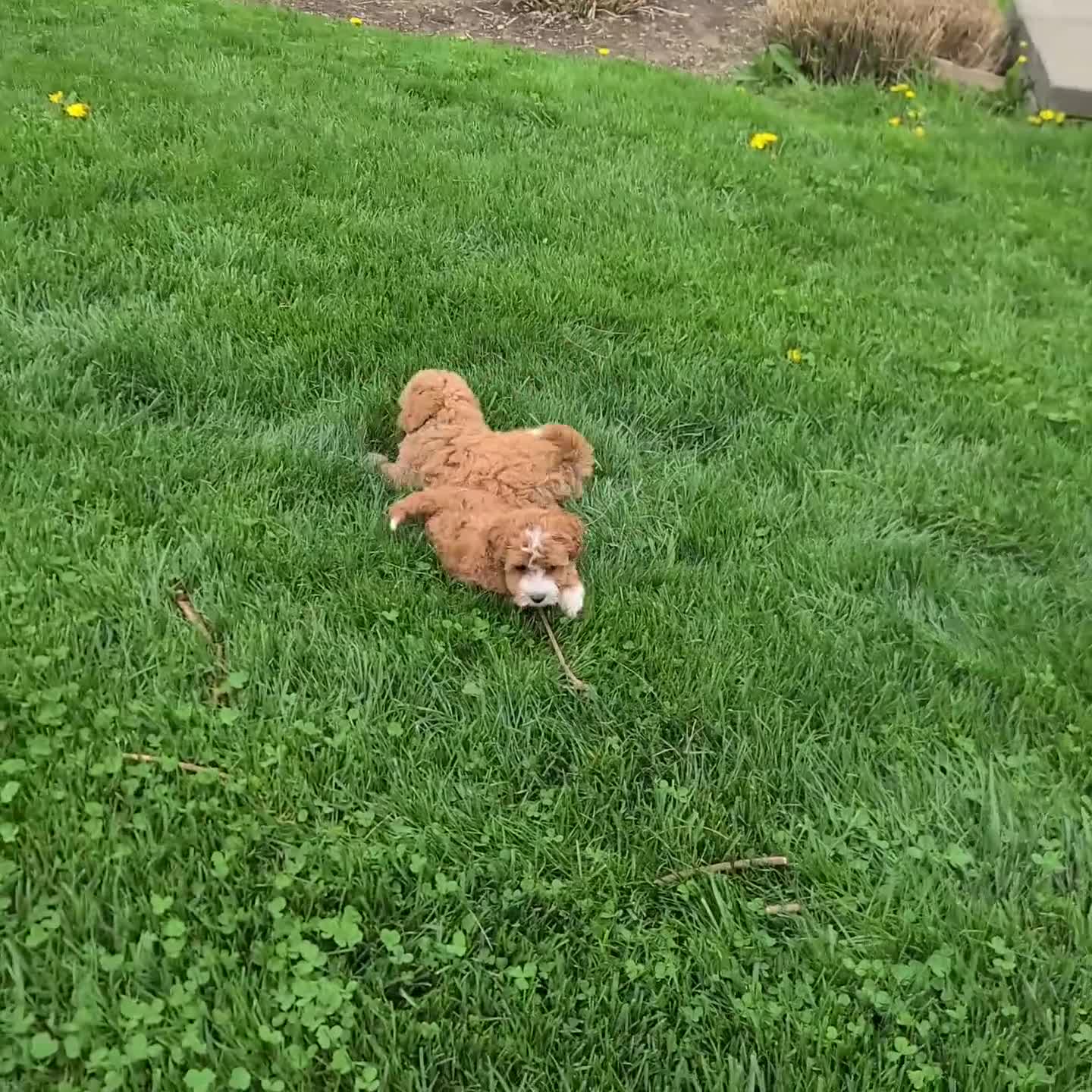 Maltipoo dogs for sale: Captain - Video 2