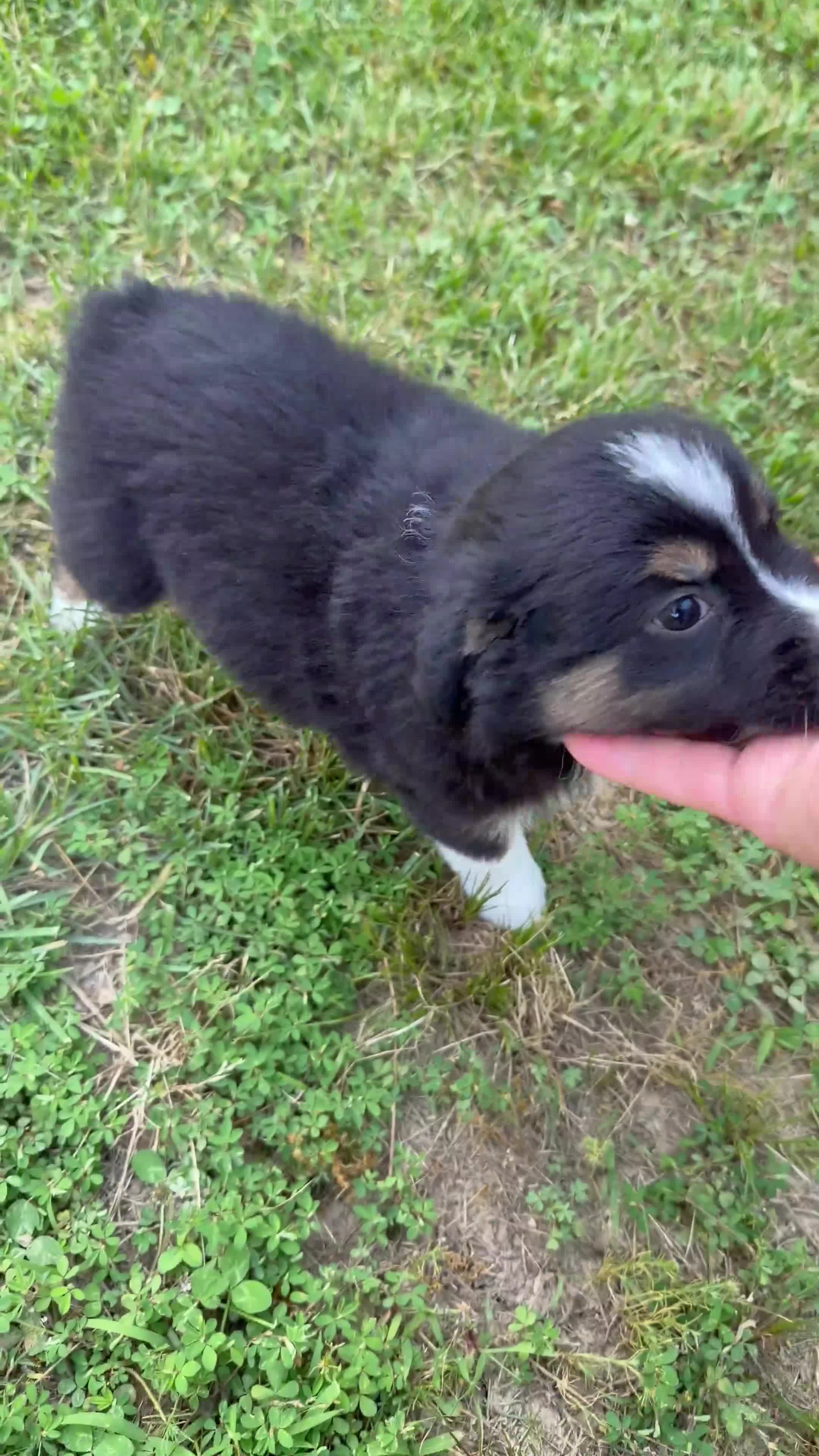 Australian Shepherd dogs for sale: Australian Shepherd Melina - Video 1