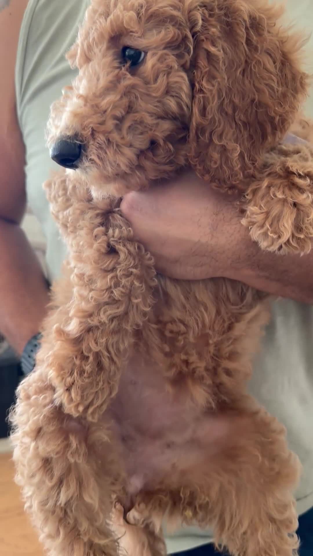 Labradoodle dogs for sale: Labradoodle 2 - Video 1