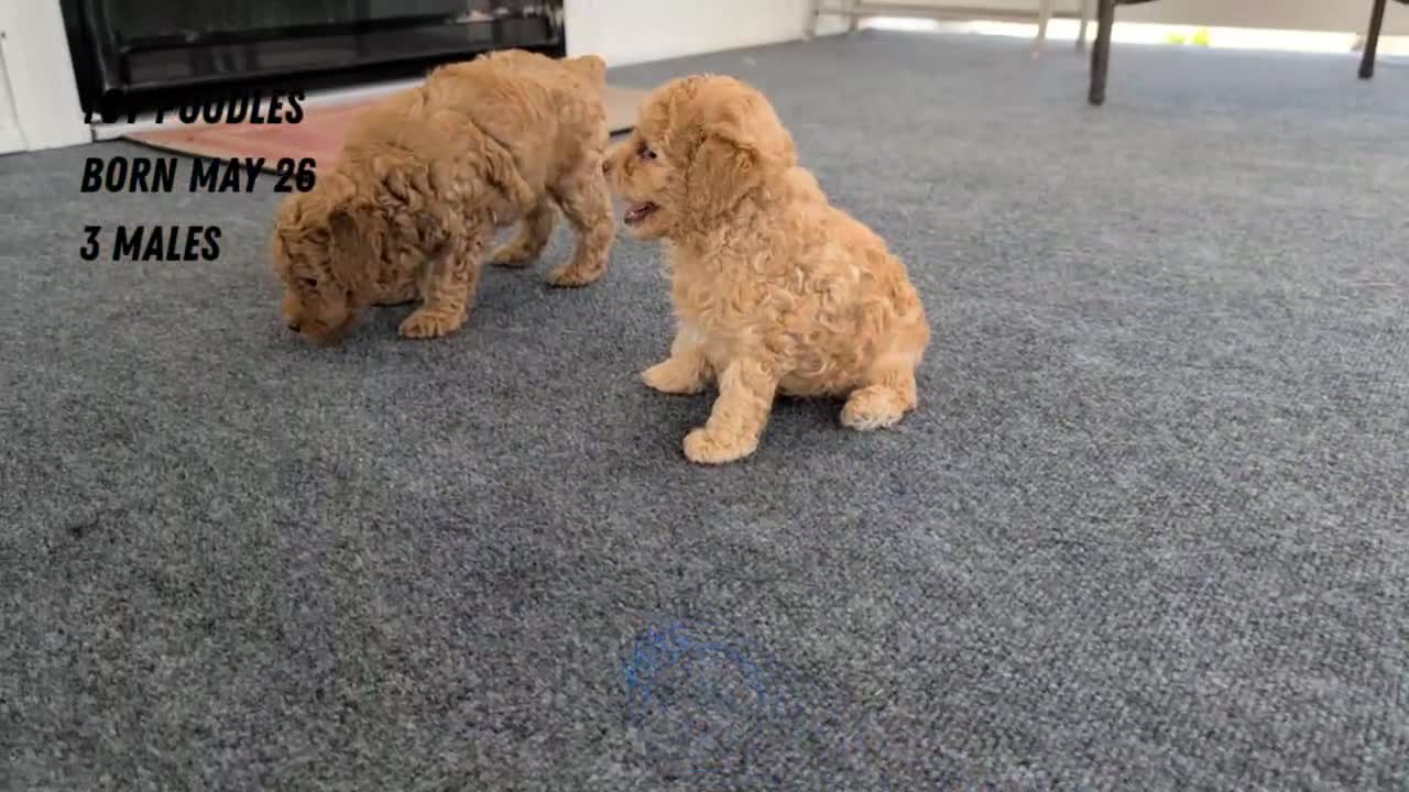 Toy Poodle dogs for sale: Tommy - Video 2